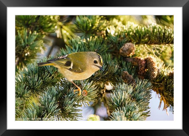Goldcrest (Regulus regulus) sitting in pine needle Framed Mounted Print by Chris Rabe