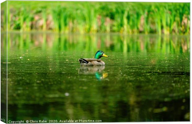 Mallard Duck (Anas platyrhynchos) surrounded by gr Canvas Print by Chris Rabe
