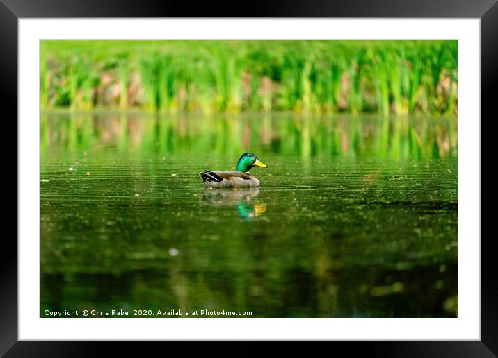 Mallard Duck (Anas platyrhynchos) surrounded by gr Framed Mounted Print by Chris Rabe