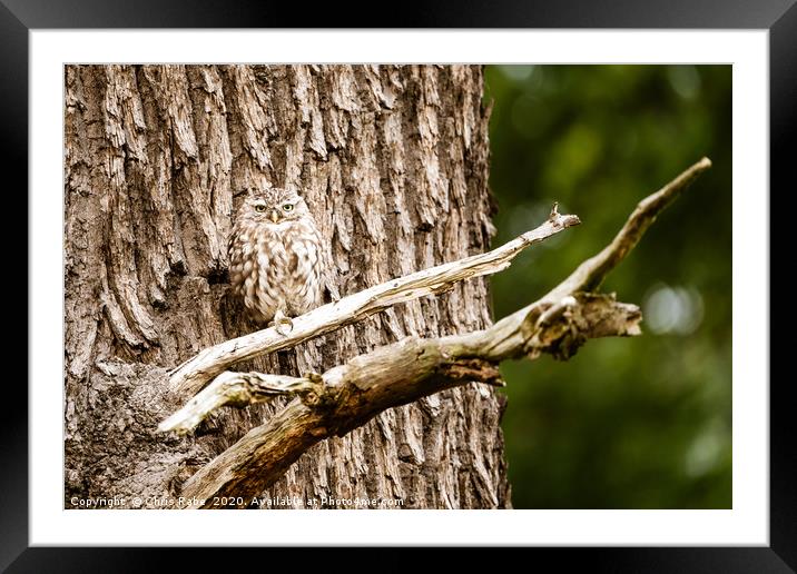 Little Owl perched on a tree Framed Mounted Print by Chris Rabe