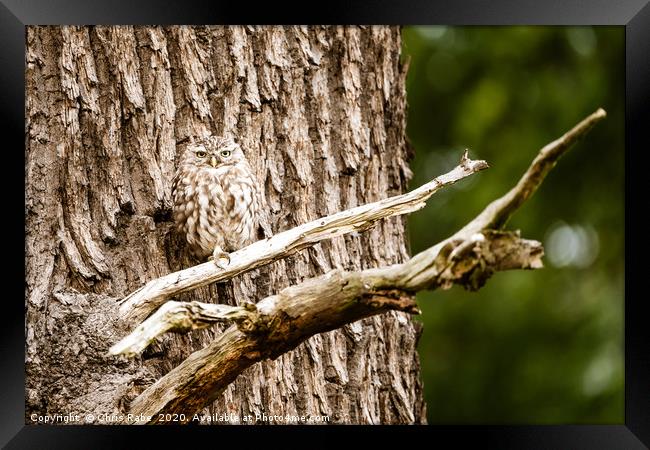 Little Owl perched on a tree Framed Print by Chris Rabe