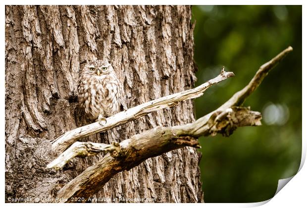 Little Owl perched on a tree Print by Chris Rabe