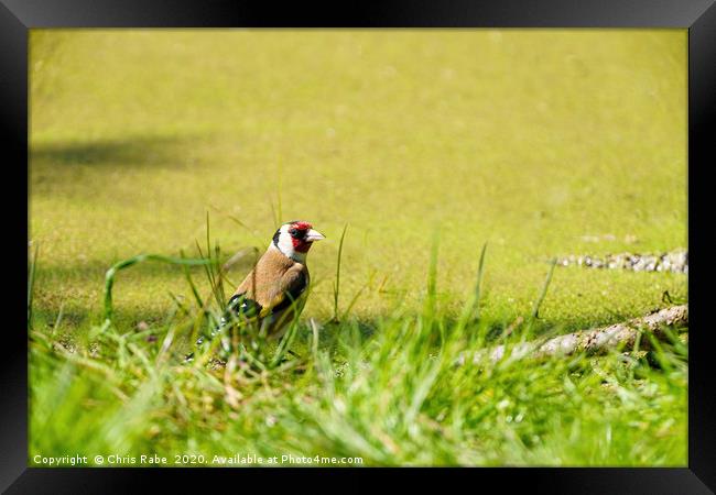 European Goldfinch (Carduelis carduelis) in grass  Framed Print by Chris Rabe