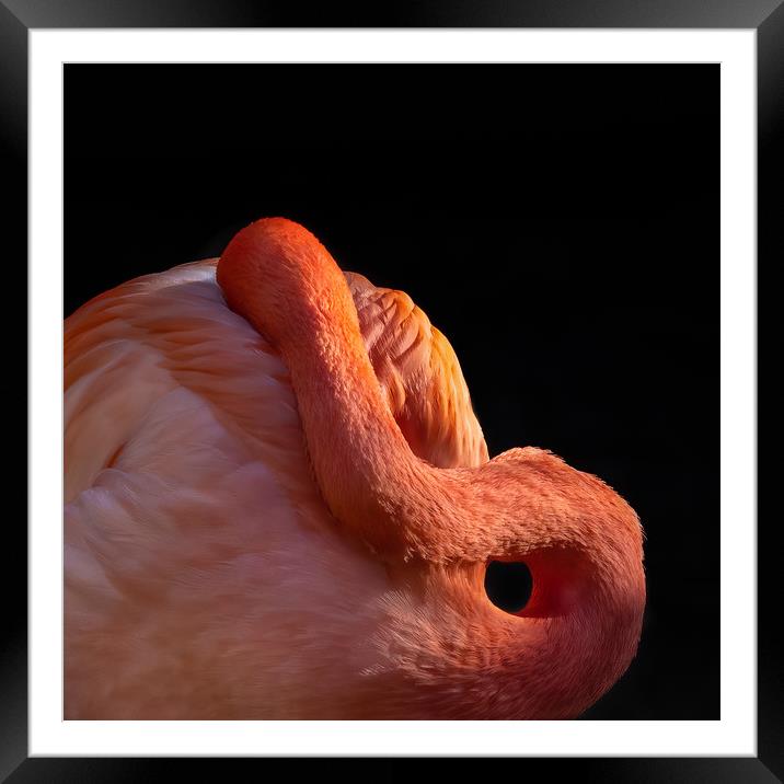 Pink Flamingo Framed Mounted Print by George Robertson