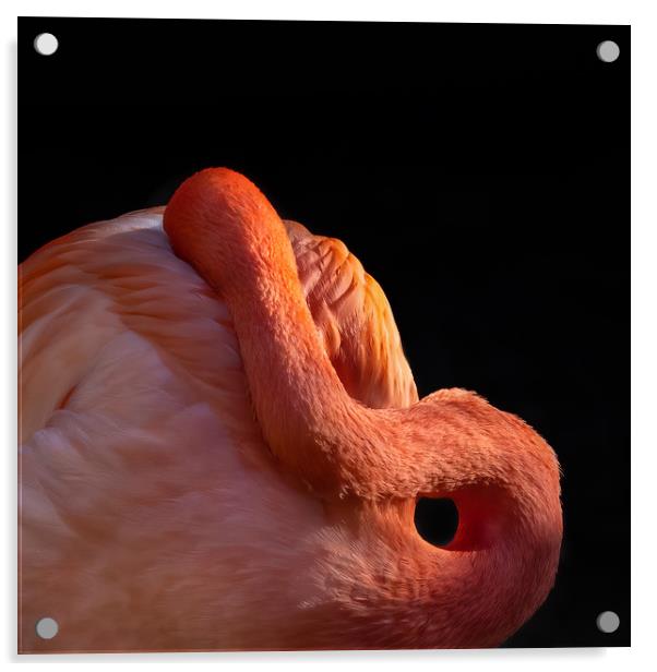 Pink Flamingo Acrylic by George Robertson
