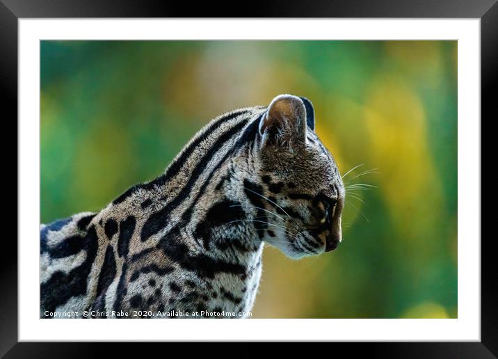 Wild Female Margay (Leopardus wiedii) early mornin Framed Mounted Print by Chris Rabe