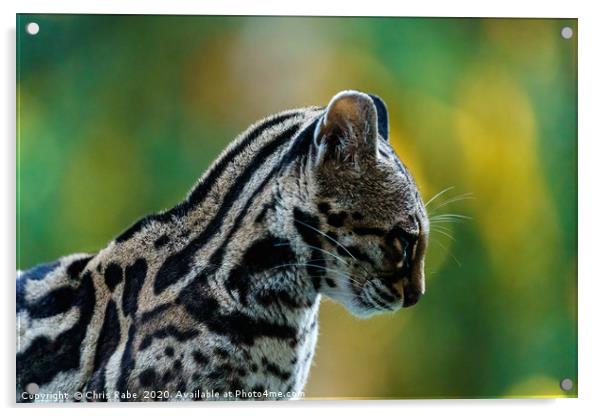 Wild Female Margay (Leopardus wiedii) early mornin Acrylic by Chris Rabe