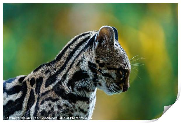Wild Female Margay (Leopardus wiedii) early mornin Print by Chris Rabe