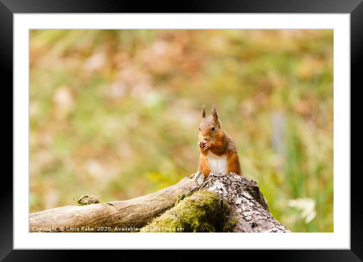 red squirrel (Sciurus vulgaris) in Scotland Framed Mounted Print by Chris Rabe