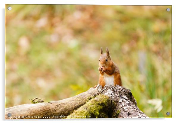 red squirrel (Sciurus vulgaris) in Scotland Acrylic by Chris Rabe