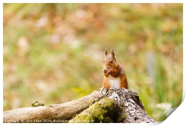 red squirrel (Sciurus vulgaris) in Scotland Print by Chris Rabe