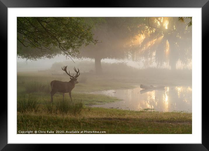 Red deer stag (Cervus elaphus) at pond at sunrise  Framed Mounted Print by Chris Rabe