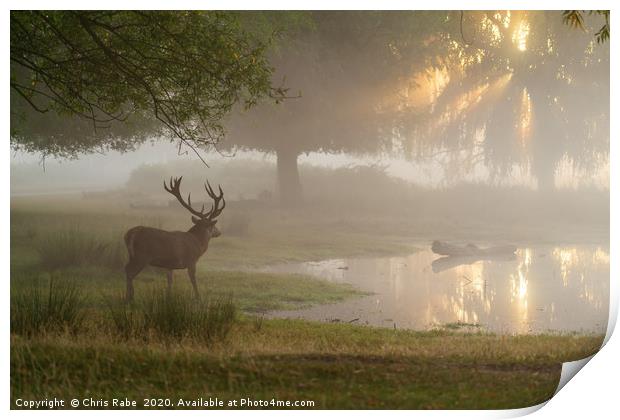 Red deer stag (Cervus elaphus) at pond at sunrise  Print by Chris Rabe