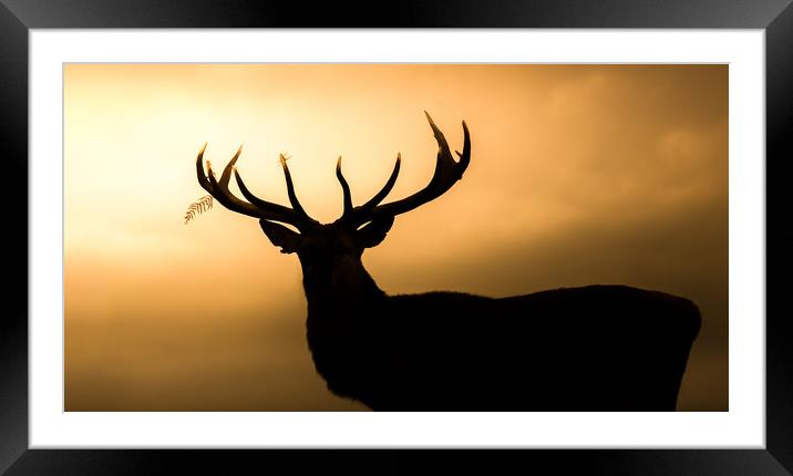 Wild Welsh mountain Stag Framed Mounted Print by Chris Jones