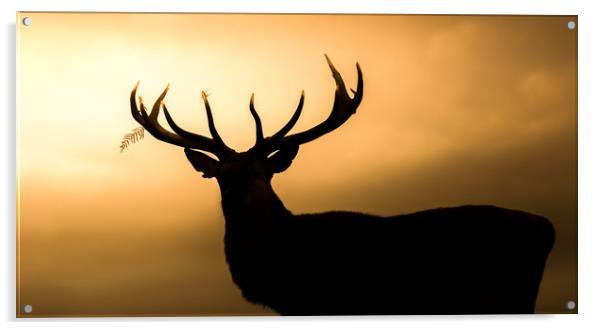 Wild Welsh mountain Stag Acrylic by Chris Jones