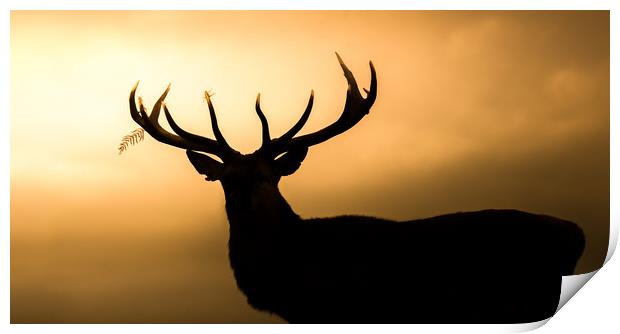 Wild Welsh mountain Stag Print by Chris Jones