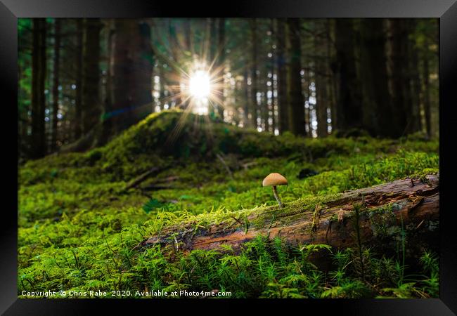Sulphur tuft  mushroom  in magical forest Framed Print by Chris Rabe