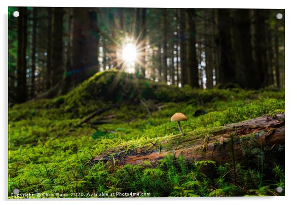 Sulphur tuft  mushroom  in magical forest Acrylic by Chris Rabe