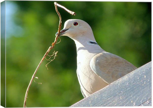 Nesting Collared Dove Canvas Print by Louise Godwin