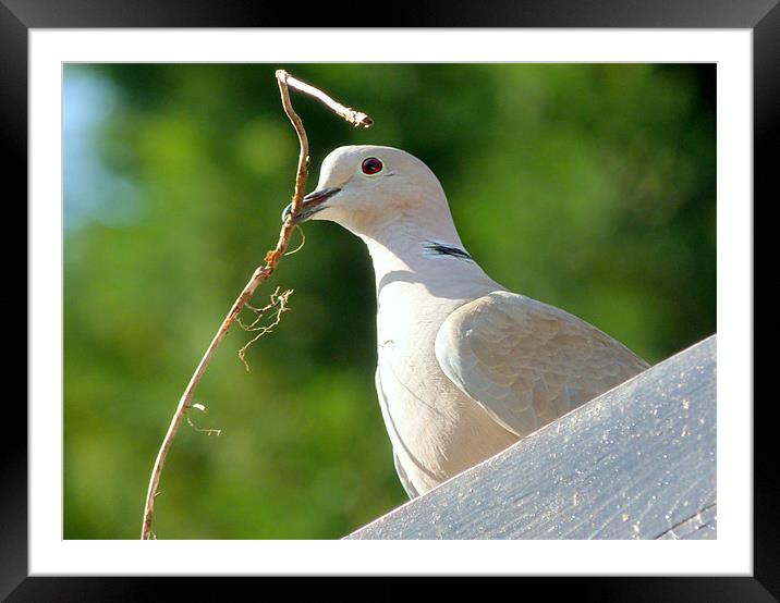Nesting Collared Dove Framed Mounted Print by Louise Godwin