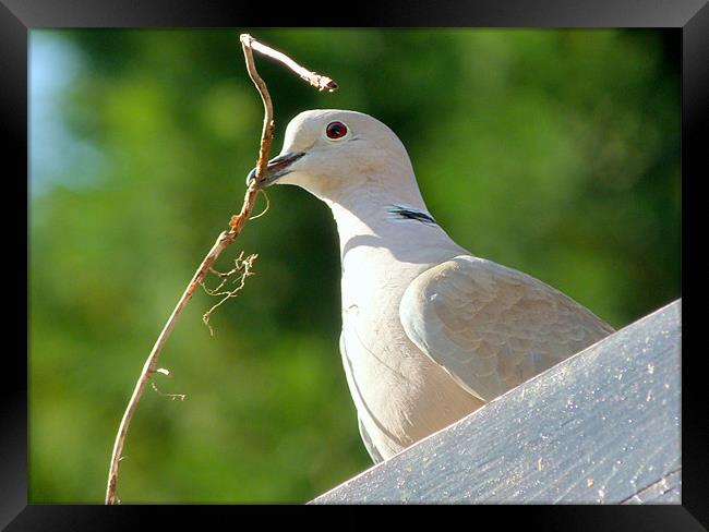 Nesting Collared Dove Framed Print by Louise Godwin