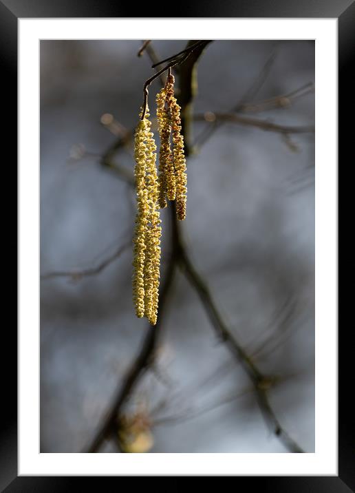 Catkin Framed Mounted Print by Simon Wrigglesworth