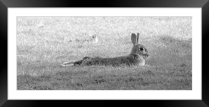 Take It Easy Framed Mounted Print by Louise Godwin