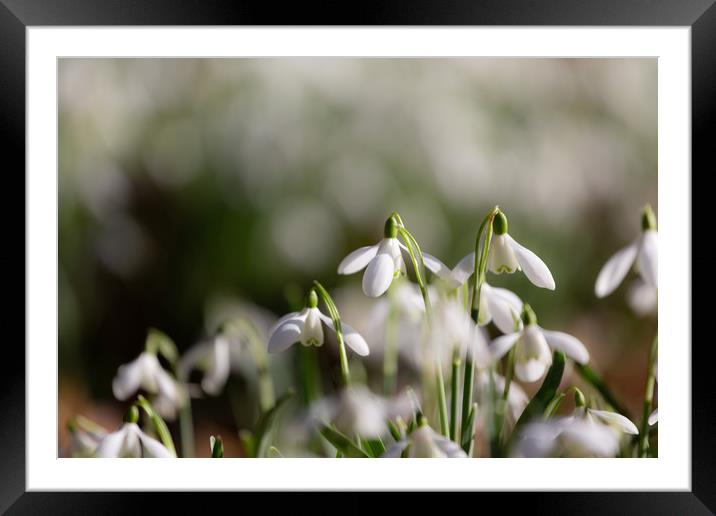 Snowdrops Framed Mounted Print by Simon Wrigglesworth