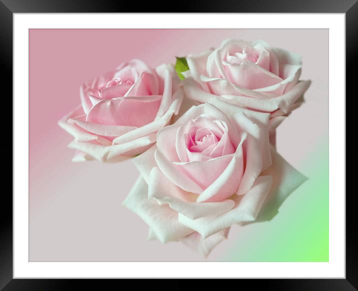 English Roses Framed Mounted Print by Alison Chambers