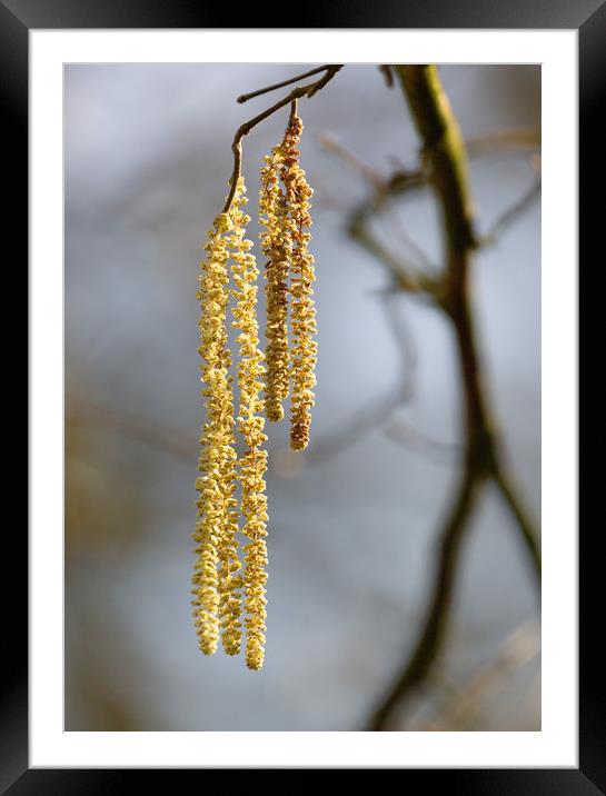 Catkins Framed Mounted Print by Simon Wrigglesworth
