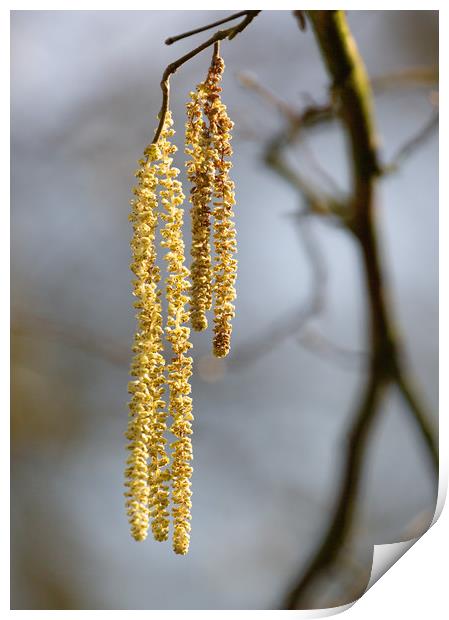 Catkins Print by Simon Wrigglesworth