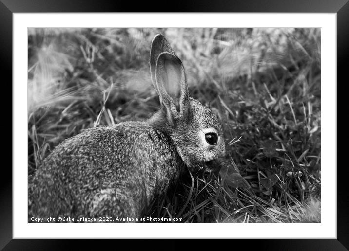 Peter Rabbit Framed Mounted Print by Jake Uniacke