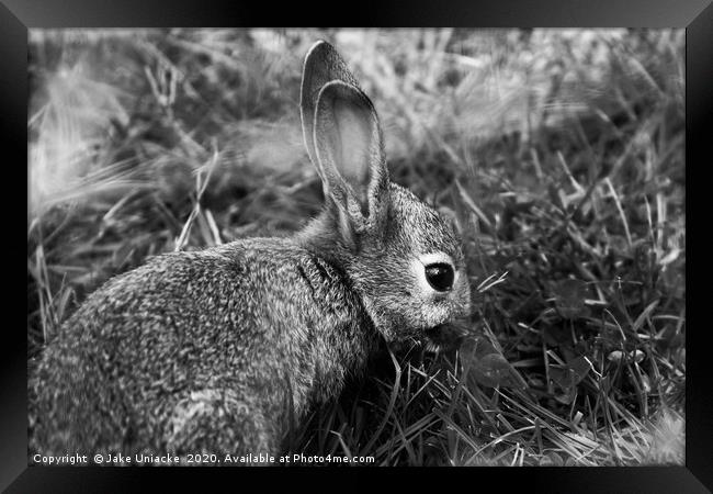 Peter Rabbit Framed Print by Jake Uniacke