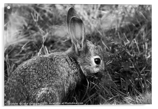 Peter Rabbit Acrylic by Jake Uniacke