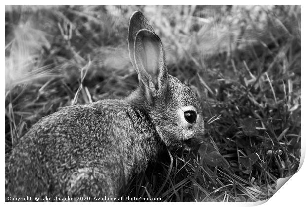 Peter Rabbit Print by Jake Uniacke