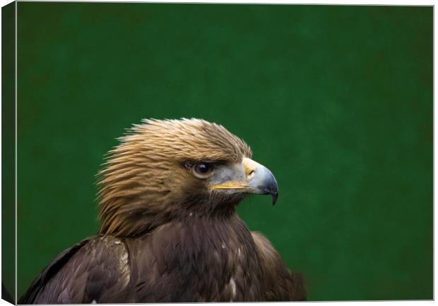 Portrait of a Golden Eagle Canvas Print by Emma Dickson