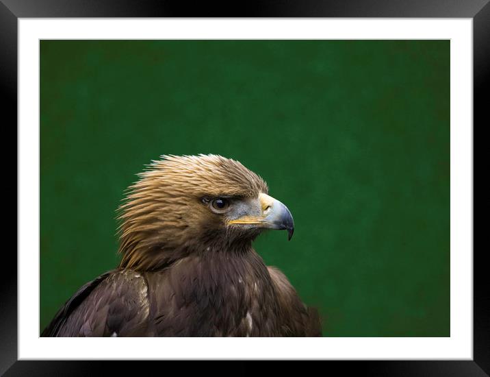 Portrait of a Golden Eagle Framed Mounted Print by Emma Dickson