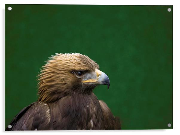 Portrait of a Golden Eagle Acrylic by Emma Dickson