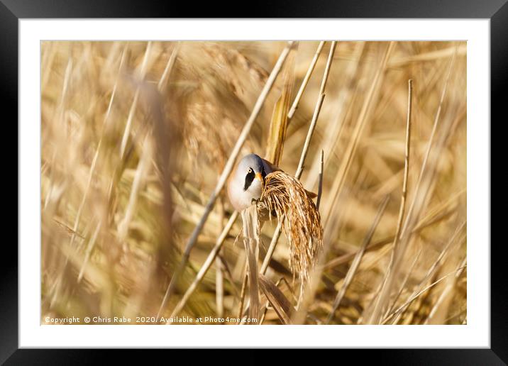 Male bearded reedling perched on reed Framed Mounted Print by Chris Rabe