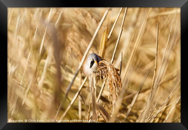 Male bearded reedling perched on reed Framed Print by Chris Rabe
