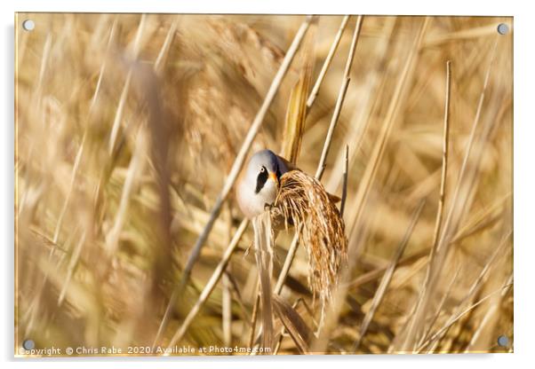 Male bearded reedling perched on reed Acrylic by Chris Rabe