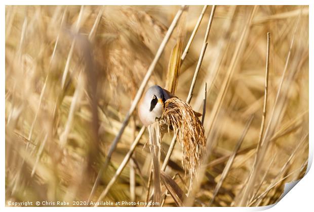 Male bearded reedling perched on reed Print by Chris Rabe