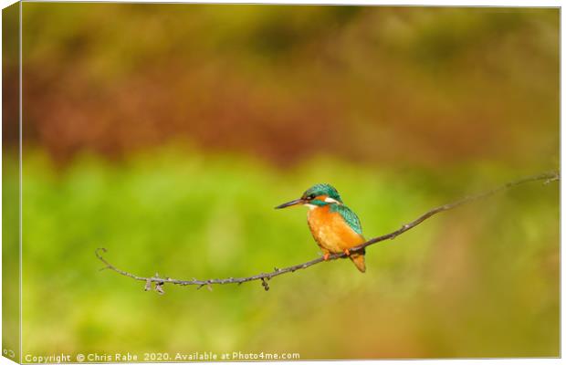 Female Common Kingfisher perched on twig Canvas Print by Chris Rabe