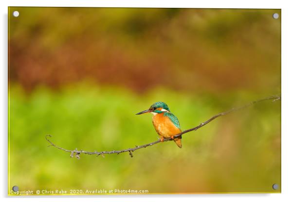 Female Common Kingfisher perched on twig Acrylic by Chris Rabe