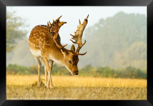 Male Fallow Deer stag in early morning autumn ligh Framed Print by Chris Rabe
