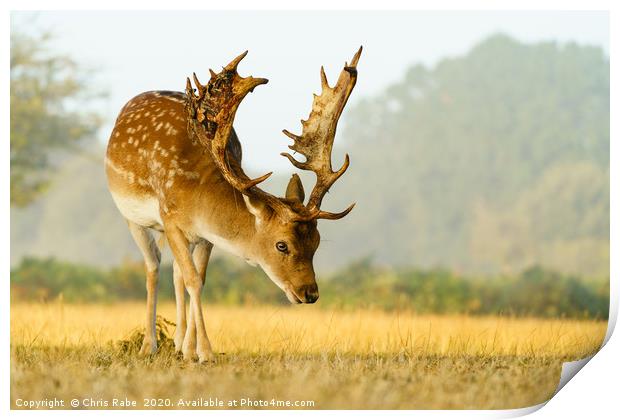Male Fallow Deer stag in early morning autumn ligh Print by Chris Rabe