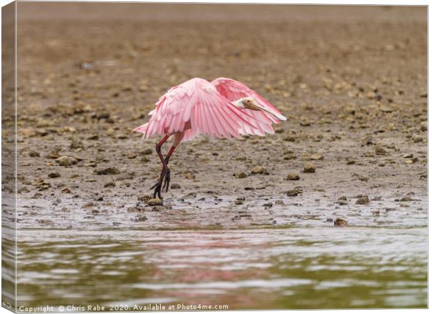 Roseate Spoonbill in Costa Rica Canvas Print by Chris Rabe