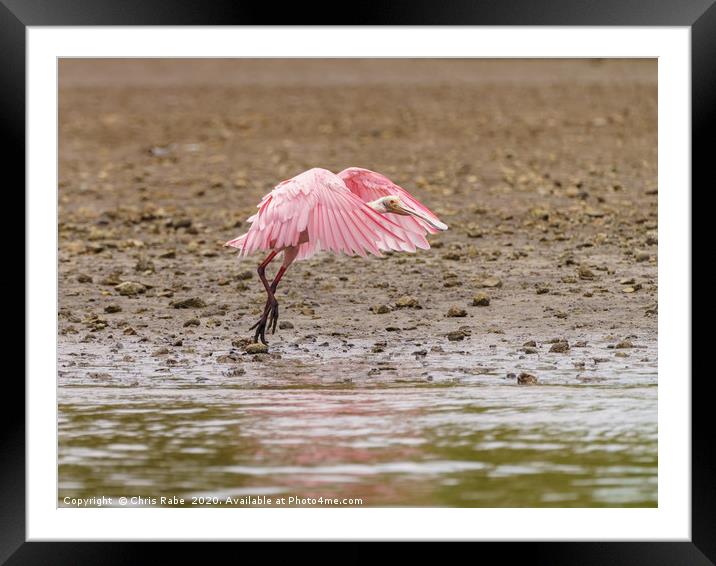 Roseate Spoonbill in Costa Rica Framed Mounted Print by Chris Rabe