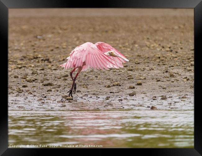 Roseate Spoonbill in Costa Rica Framed Print by Chris Rabe