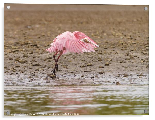 Roseate Spoonbill in Costa Rica Acrylic by Chris Rabe